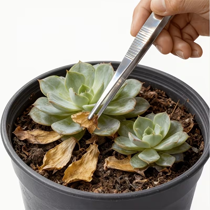 Planted Aquarium Care - Conjunto de pinças de aço inoxidável