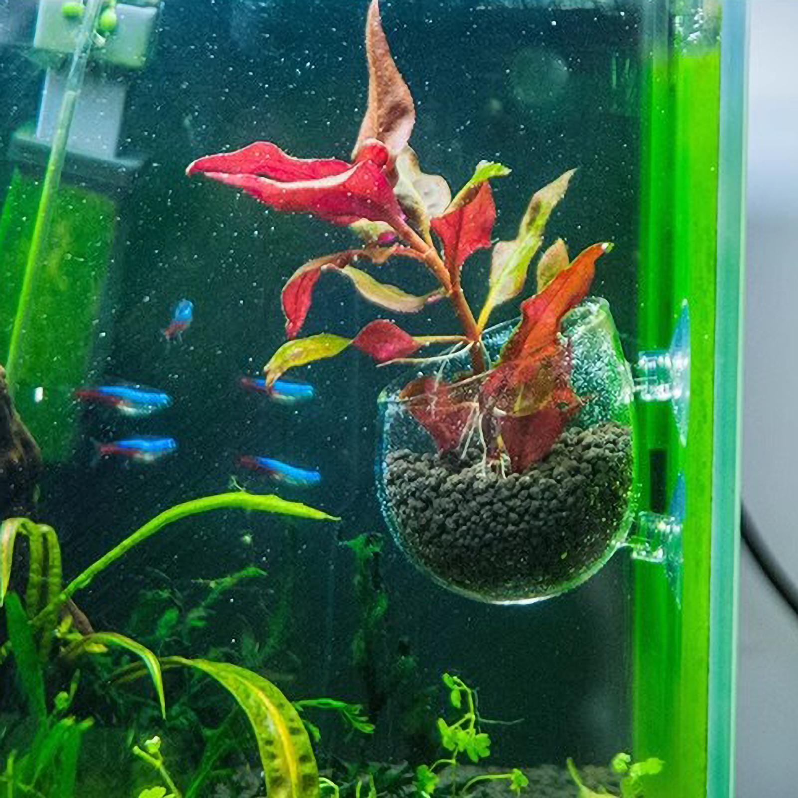 Suporte de Plantas para Aquári - Aquarium Plant Growing avaliação e preço