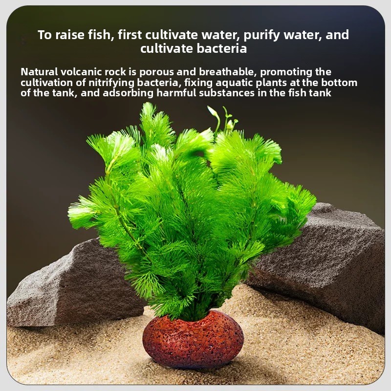 Anel de Plantio de Rocha Vulcâ - Planted Aquarium Care avaliação e preço