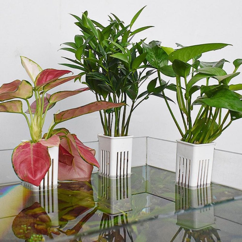 Cesto de Plástico para Plantas - Aquarium Plant Easy To Grow avaliação e preço