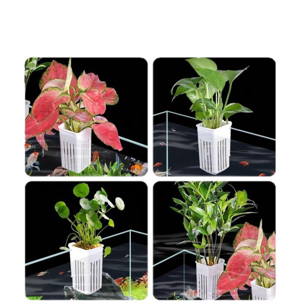 Cesto de Plástico para Plantas - Aquarium Plant Easy To Grow avaliação e preço
